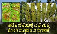 ಅಡಿಕೆ ಬೆಳೆಯಲ್ಲಿ ಎಲೆ ಚುಕ್ಕೆ ರೋಗ ಮತ್ತದರ ನಿರ್ವಹಣೆ