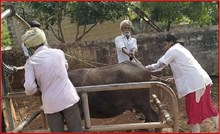 ಪ್ರಾಣಿಗಳಲ್ಲಿ ಕೃತಕ ಗರ್ಭಾಧಾರಣೆ..ಈ ವಿಷಯಗಳನ್ನು ನೆನಪಿನಲ್ಲಿಡಿ