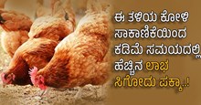 ಈ ತಳಿಯ ಕೋಳಿ ಸಾಕಾಣಿಕೆಯಿಂದ ಕಡಿಮೆ ಸಮಯದಲ್ಲಿ ಹೆಚ್ಚಿನ ಲಾಭ ಸಿಗೋದು ಪಕ್ಕಾ..!