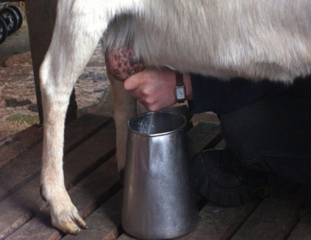 Goat Milk Goat Milk