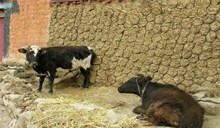 ದೇಸಿ ಹಸುವಿನ ಸಗಣಿಯಿಂದ ರೈತರ ಆದಾಯ ಹೆಚ್ಚಳ..! ದೇಸಿ ಹಸುವಿನ ಸಗಣಿಯಿಂದ ರೈತರ ಆದಾಯ ಹೆಚ್ಚಳ..!