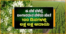 ಈ ಬೆಳೆ ಬೆಳೆದ್ರೆ ಬಂಗಾರದಂತ ಬೆಳೆಯ ಜೊತೆ 100 ದಿನಗಳಲ್ಲಿ ಲಕ್ಷ ಲಕ್ಷ ಆದಾಯ