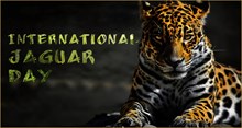 International Jaguar Day : ರಾಷ್ಟ್ರೀಯ ಝೂಲಾಜಿಕಲ್ ಪಾರ್ಕ್ನಲ್ಲಿ ಅಂತಾರಾಷ್ಟ್ರೀಯ ಜಾಗ್ವಾರ್ ದಿನ ಆಚರಣೆ International Jaguar Day : ರಾಷ್ಟ್ರೀಯ ಝೂಲಾಜಿಕಲ್ ಪಾರ್ಕ್ನಲ್ಲಿ ಅಂತಾರಾಷ್ಟ್ರೀಯ ಜಾಗ್ವಾರ್ ದಿನ ಆಚರಣೆ