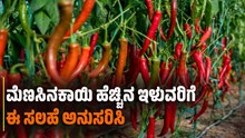 ಮೆಣಸಿನಕಾಯಿ ಹೆಚ್ಚಿನ ಇಳುವರಿಗೆ ಈ ಸಲಹೆ ಅನುಸರಿಸಿ..ಡಬಲ್‌ ಆದಾಯ ಫಿಕ್ಸ್‌