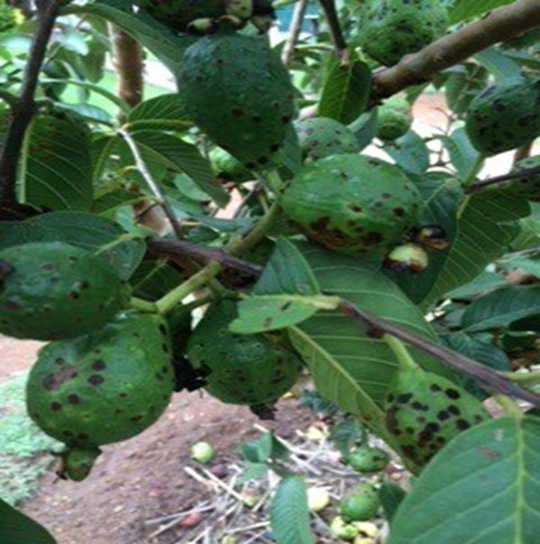 Guava Guava
