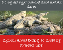 ಮೈಸೂರು ಕೊಳಚೆ ನೀರಿನಲ್ಲಿ 10 ಮೊಸಳೆ ಪತ್ತೆ; ಕಂಗಾಲಾದ ಜನತೆ!  ಮೈಸೂರು ಕೊಳಚೆ ನೀರಿನಲ್ಲಿ 10 ಮೊಸಳೆ ಪತ್ತೆ; ಕಂಗಾಲಾದ ಜನತೆ!