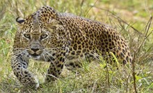 ಚಿರತೆ ಹಾವಳಿ ತಡೆಗೆ ವಿಶೇಷ ತಂಡ ರಚನೆ, ಮೃತಪಟ್ಟವರ ಕುಟುಂಬದವರಿಗೆ 15 ಲಕ್ಷ ಪರಿಹಾರ: ಸಿ.ಎಂ ಬೊಮ್ಮಾಯಿ ಚಿರತೆ ಹಾವಳಿ ತಡೆಗೆ ವಿಶೇಷ ತಂಡ ರಚನೆ, ಮೃತಪಟ್ಟವರ ಕುಟುಂಬದವರಿಗೆ 15 ಲಕ್ಷ ಪರಿಹಾರ: ಸಿ.ಎಂ ಬೊಮ್ಮಾಯಿ