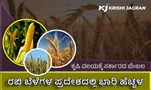 ಕೃಷಿ ವಲಯಕ್ಕೆ ಸರ್ಕಾರದ ಬೆಂಬಲ: ರಬಿ ಬೆಳೆಗಳ ಪ್ರದೇಶದಲ್ಲಿ ಭಾರಿ ಹೆಚ್ಚಳ