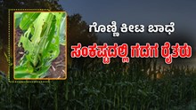 ಗೊಣ್ಣಿ ಕೀಟ ಬಾಧೆ: ಸಂಕಷ್ಟದಲ್ಲಿ ಗದಗ ರೈತರು ಗೊಣ್ಣಿ ಕೀಟ ಬಾಧೆ: ಸಂಕಷ್ಟದಲ್ಲಿ ಗದಗ ರೈತರು