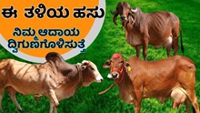 ಈ ಮೂರು ತಳಿಯ ಹಸು ಸಾಕಾಣಿಕೆ  ರೈತರ ಆದಾಯವನ್ನ ದ್ವಿಗುಣಗೊಳಿಸುತ್ತೆ