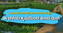 ಕೇವಲ ಒಂದೂವರೆ ತಿಂಗಳಲ್ಲಿ ಬಂಗಾರದಂತ ಬೆಳೆ ಕೈಗೆ, ಈ ಬೆಳೆಯ ಕೃಷಿಯಿಂದ ಹಣದ ಮಳೆ!