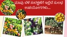 ಮಾವು ಬೆಳೆ ಸಂರಕ್ಷಣೆಗೆ ಇಲ್ಲಿದೆ ಸುಲಭ ಉಪಯೋಗಗಳು…    