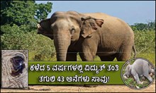 ಕರ್ನಾಟಕದಲ್ಲಿ ಕಳೆದ ಐದು ವರ್ಷಗಳಲ್ಲಿ ವಿದ್ಯುತ್‌ ತಂತಿ ತಗುಲಿ 43 ಆನೆಗಳು ಸಾವನ್ನಪ್ಪಿವೆ.  