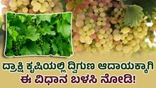ದ್ರಾಕ್ಷಿ ಕೃಷಿಯಲ್ಲಿ ದ್ವಿಗುಣ ಆದಾಯಕ್ಕಾಗಿ ಈ ವಿಧಾನ ಬಳಸಿ ನೋಡಿ!