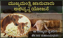 ಮುಖ್ಯಮಂತ್ರಿ ಜಾನುವಾರು ಅಭಿವೃದ್ಧಿ ಯೋಜನೆ: ಈ ರಾಜ್ಯದ ರೈತರಿಗೆ ಶೇ.90% ಸಹಾಯಧನ! ಮುಖ್ಯಮಂತ್ರಿ ಜಾನುವಾರು ಅಭಿವೃದ್ಧಿ ಯೋಜನೆ: ಈ ರಾಜ್ಯದ ರೈತರಿಗೆ ಶೇ.90% ಸಹಾಯಧನ!