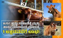 ಜರ್ಸಿ ಹಸು ಸಾಕಾಣಿಕೆ ಮತ್ತು ಹಾಲು ಮಾರಾಟದ ಮೂಲಕ 1 ಲಕ್ಷದವರೆಗೆ ಲಾಭ! 