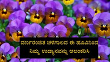 ವರ್ಣರಂಜಿತ ಚಳಿಗಾಲದ ಈ ಹೂವಿನಿಂದ ನಿಮ್ಮ ಉದ್ಯಾನವನ್ನು ಅಲಂಕರಿಸಿ ವರ್ಣರಂಜಿತ ಚಳಿಗಾಲದ ಈ ಹೂವಿನಿಂದ ನಿಮ್ಮ ಉದ್ಯಾನವನ್ನು ಅಲಂಕರಿಸಿ