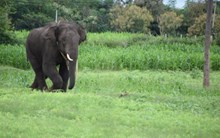 ರಾಜ್ಯದಲ್ಲಿ ಮಾನವ- ಪ್ರಾಣಿ ಸಂಘರ್ಷ ಹೆಚ್ಚಳ: ಅಧಿಕಾರಿಗಳ ವರ್ಗಾವಣೆ ರಾಜ್ಯದಲ್ಲಿ ಮಾನವ- ಪ್ರಾಣಿ ಸಂಘರ್ಷ ಹೆಚ್ಚಳ: ಅಧಿಕಾರಿಗಳ ವರ್ಗಾವಣೆ