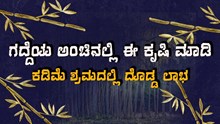 ಗದ್ದೆಯ ಅಂಚಿನಲ್ಲಿ ಈ ರೀತಿಯ ಕೃಷಿ ಮಾಡಿ..ಕಡಿಮೆ ಶ್ರಮದಲ್ಲಿ ದೊಡ್ಡ ಲಾಭ ಗದ್ದೆಯ ಅಂಚಿನಲ್ಲಿ ಈ ರೀತಿಯ ಕೃಷಿ ಮಾಡಿ..ಕಡಿಮೆ ಶ್ರಮದಲ್ಲಿ ದೊಡ್ಡ ಲಾಭ