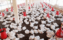 ಕೇರಳದಲ್ಲಿ ಹಕ್ಕಿ ಜ್ವರ: ಸೋಂಕು ತಡೆಗೆ ಮಾರ್ಗಸೂಚಿ ಪ್ರಕಟ ಕೇರಳದಲ್ಲಿ ಹಕ್ಕಿ ಜ್ವರ: ಸೋಂಕು ತಡೆಗೆ ಮಾರ್ಗಸೂಚಿ ಪ್ರಕಟ