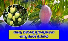 ಮಾವು ಬೆಳೆಯಲ್ಲಿ ಕೈಗೊಳ್ಳಬೇಕಾದ ಅಗತ್ಯ ಪೂರಕ ಕ್ರಮಗಳು