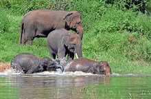 ಮಡಿಕೇರಿಯಲ್ಲಿ ಕಾರ್ಯಾಚರಣೆ ವೇಳೆ ಆನೆ ಸ್ಥಳದಲ್ಲೇ ಸಾವು   ಮಡಿಕೇರಿಯಲ್ಲಿ ಕಾರ್ಯಾಚರಣೆ ವೇಳೆ ಆನೆ ಸ್ಥಳದಲ್ಲೇ ಸಾವು