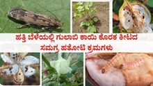 ಹತ್ತಿ ಬೆಳೆಯಲ್ಲಿ ಗುಲಾಬಿ ಕಾಯಿ ಕೊರಕ ಕೀಟದ ಸಮಗ್ರ ಹತೋಟಿ ಕ್ರಮಗಳು