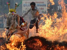 ರಾಸುಗಳ ಕಿಚ್ಚು ಹಾಯಿಸಿ ಸಂಭ್ರಮಿಸಿದ ರೈತರು
