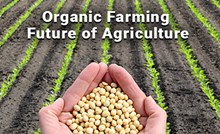 ಆದಾಯದ ಜೊತೆ ಆರೋಗ್ಯ: ಸಾವಯವ ಕೃಷಿಯಿಂದ ಅನೇಕ ಪ್ರಯೋಜನಗಳು