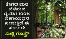 ತೇಗದ ಮರ ಬೆಳೆಸುವ ರೈತರಿಗೆ 100% ಸಹಾಯಧನ ನೀಡುತ್ತಿದೆ ಈ ಸರ್ಕಾರ! ಎಲ್ಲಿ ಗೊತ್ತೆ? ತೇಗದ ಮರ ಬೆಳೆಸುವ ರೈತರಿಗೆ 100% ಸಹಾಯಧನ ನೀಡುತ್ತಿದೆ ಈ ಸರ್ಕಾರ! ಎಲ್ಲಿ ಗೊತ್ತೆ?