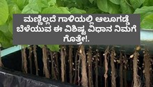 ಮಣ್ಣಿಲ್ಲದೆ ಗಾಳಿಯಲ್ಲಿ ಆಲೂಗಡ್ಡೆ ಬೆಳೆಯುವ ಈ ವಿಶಿಷ್ಟ ವಿಧಾನ ನಿಮಗೆ ಗೊತ್ತೇ!