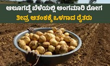 ಆಲೂಗಡ್ಡೆ ಬೆಳೆಯಲ್ಲಿ ಅಂಗಮಾರಿ ರೋಗ: ತೀವ್ರ ಆತಂಕಕ್ಕೆ ಒಳಗಾದ ರೈತರು