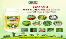 IFFCO- MC Iruka: ಒಂದು ಬೆಳೆ ಸ್ನೇಹಿ ಡ್ಯುಯಲ್ ಆಕ್ಷನ್ ಕೀಟನಾಶಕ IFFCO- MC Iruka: ಒಂದು ಬೆಳೆ ಸ್ನೇಹಿ ಡ್ಯುಯಲ್ ಆಕ್ಷನ್ ಕೀಟನಾಶಕ