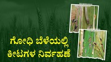 ಗೋಧಿ ಬೆಳೆಯನ್ನು ಬಾಧಿಸುವ ಪ್ರಮುಖ ಕೀಟಗಳು ಮತ್ತು ಅವುಗಳ ಹತೋಟಿ ಕ್ರಮಗಳು