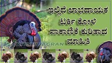 Turkey Farming: ಇಲ್ಲಿದೆ ಲಾಭದಾಯಕ “ಟರ್ಕಿ ಕೋಳಿ ಸಾಕಾಣಿಕೆ” ಕುರಿತಾದ ಮಾಹಿತಿ