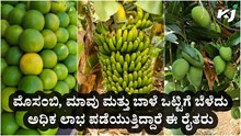 ಮೊಸಂಬಿ, ಮಾವು ಮತ್ತು ಬಾಳೆ ಒಟ್ಟಿಗೆ ಬೆಳೆದು ಅಧಿಕ ಲಾಭ ಪಡೆಯುತ್ತಿದ್ದಾರೆ ಈ ರೈತರು