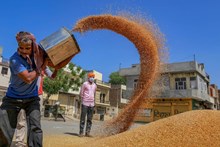 ಇ-ಹರಾಜಿನಲ್ಲಿ 3.85 ಲಕ್ಷ ಮೆಟ್ರಿಕ್ ಟನ್ ಗೋಧಿ  ಮಾರಾಟ: 901 ಕೋಟಿ ರೂ. ಆದಾಯ!  ಇ-ಹರಾಜಿನಲ್ಲಿ 3.85 ಲಕ್ಷ ಮೆಟ್ರಿಕ್ ಟನ್ ಗೋಧಿ  ಮಾರಾಟ: 901 ಕೋಟಿ ರೂ. ಆದಾಯ!