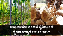 Sandal Farming: ಲಾಭದಾಯಕ ಗಂಧದ ಕೃಷಿಯಿಂದ ರೈತರಾಗುತ್ತಾರೆ ಆರ್ಥಿಕ ಸಬಲ