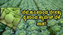 ಬೆಲೆ ಕುಸಿತದಿಂದ ಬೇಸತ್ತು ರೈತರಿಂದ ಕ್ಯಾಬೇಜ್‌ ಬೆಳೆ ನಾಶ! 