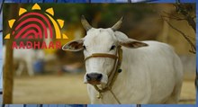 ಇನ್ಮುಂದೆ ಜಾನುವಾರುಗಳಿಗೂ ಆಧಾರ್ ಕಾರ್ಡ್: ಶೀಘ್ರದಲ್ಲೇ ಜಾರಿ ! ಇನ್ಮುಂದೆ ಜಾನುವಾರುಗಳಿಗೂ ಆಧಾರ್ ಕಾರ್ಡ್: ಶೀಘ್ರದಲ್ಲೇ ಜಾರಿ !