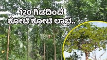 120 ಗಿಡದಿಂದ ಕೋಟಿ ಕೋಟಿ ಲಾಭ.. ಅಪಾರ ಆದಾಯದ ಮರ ಇದು