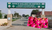 MIDH ಅಡಿಯಲ್ಲಿ ತೋಟಗಾರಿಕಾ ಬೆಳೆಗಳಿಗೆ 3 Excellence ಕೇಂದ್ರ ಸ್ಥಾಪನೆ! MIDH ಅಡಿಯಲ್ಲಿ ತೋಟಗಾರಿಕಾ ಬೆಳೆಗಳಿಗೆ 3 Excellence ಕೇಂದ್ರ ಸ್ಥಾಪನೆ!