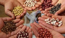 ಬೀಜ ಪ್ರಭೇದಗಳಲ್ಲಿ ಸಂಶೋಧನೆ: ಪ್ರವಾಹ/ಬರ ತಡೆದುಕೊಳ್ಳುವ ಬೀಜ ಅಭಿವೃದ್ಧಿ