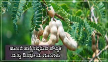 Tamarind : ಹುಣಸೆ ಹಣ್ಣಿನಲ್ಲಿರುವ ಪೌಷ್ಠಿಕ ಮತ್ತು ಔಷಧೀಯ ಗುಣಗಳು