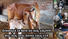 ದೇಶದಾದ್ಯಂತ 24 ಕೋಟಿ ದನ ಮತ್ತು ಎಮ್ಮೆಗಳಿಗೆ ಕಾಲು ಮತ್ತು ಬಾಯಿ ರೋಗದ ವಿರುದ್ಧ ಲಸಿಕೆ