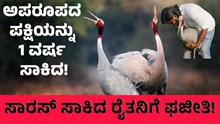 Sarus Crane ಒಂದು ವರ್ಷ ಅಪರೂಪದ ಸಾರಸ್ ಕೊಕ್ಕರೆ ಸಾಕಿದ ರೈತ: ಈಗ ಫಜೀತಿ! Sarus Crane ಒಂದು ವರ್ಷ ಅಪರೂಪದ ಸಾರಸ್ ಕೊಕ್ಕರೆ ಸಾಕಿದ ರೈತ: ಈಗ ಫಜೀತಿ!