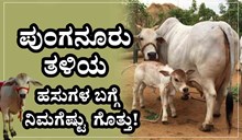 Punganoor breed cows : ಕುಳ್ಳಗೆ ಮುದ್ದಾಗಿರುವ ಪುಂಗನೂರು ತಳಿಯ ಹಸುಗಳ ಬಗ್ಗೆ ನಿಮಗೆಷ್ಟು ಗೊತ್ತು!