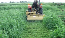 Green manure: ಹಸಿರು ಗೊಬ್ಬರದ ಪ್ರಯೋಜನ ಹಾಗೂ ಗುಣಗಳು