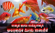 Ornamental fish farming: ಉತ್ಸಾಹ ಹಾಗೂ ಉದ್ಯೋಗಕ್ಕಾಗಿ ಅಲಂಕಾರಿಕ ಮೀನು ಸಾಕಾಣಿಕೆ