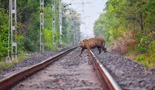 ಹುಲಿ ಸಂರಕ್ಷಿತ ಪ್ರದೇಶದಿಂದ ರೈಲು ಹಳಿ ಸ್ಥಳಾಂತರ: ವನ್ಯಜೀವಿ ರಕ್ಷಣೆಗೆ ಆದ್ಯತೆ